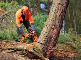 Trusted Parachute, CO Tree Removal Experts